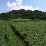柏原ヴィンヤード・夏（朝日町）