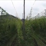 白鷹ホップ畑（白鷹町）