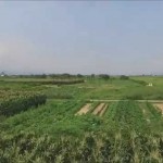 とうもろこし（河北町）