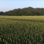 コーンの畑（米沢市）