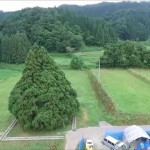 鮭川のトトロ（鮭川村）