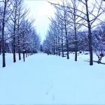 運動公園の銀杏並木（天童市）