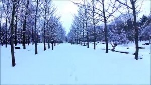 運動公園の銀杏並木（天童市）
