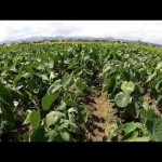 日本一の芋煮会の畑（山形市）