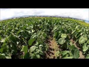 日本一の芋煮会の畑（山形市）