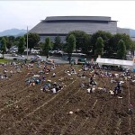 里芋の収穫（山形市）