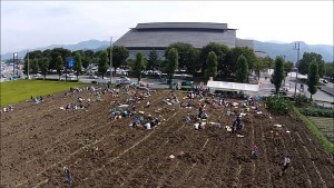 里芋の収穫（山形市）