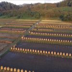 椹平の棚田 朝（朝日町）