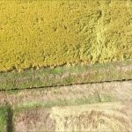 稲刈り（米沢市）