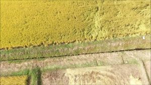 稲刈り（米沢市）