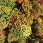 坊平の紅葉（上山市）