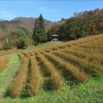 コスモスベルグ（山形市）