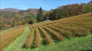 コスモスベルグ（山形市）