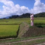 棚田ウサヒ（朝日町）